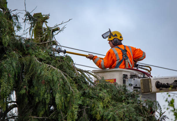 How Our Tree Care Process Works  in  Hidden Springs, ID