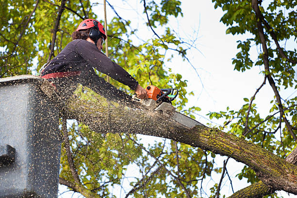 Best Tree Trimming and Pruning  in Hden Springs, ID